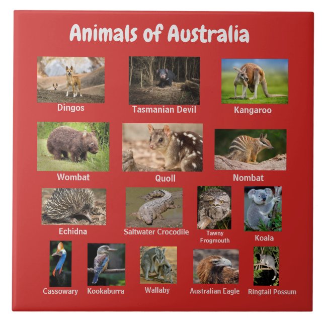 Australische Tiere Fliese (Vorderseite)
