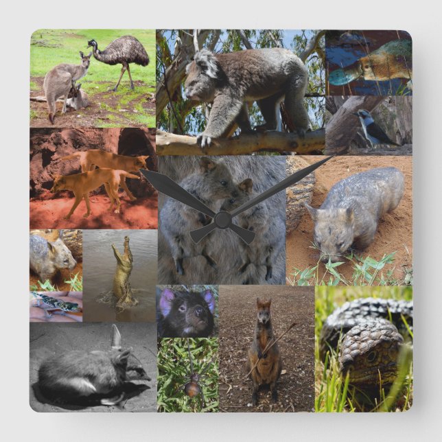 Australische Tiere FotoCollage, Wall Clock Quadratische Wanduhr (Vorderseite)