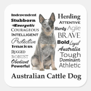 Australische Vieh-Hundeaufkleber Quadratischer Aufkleber