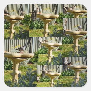 Australische Vögel auf einem Vogel-Bad, Aufkleber