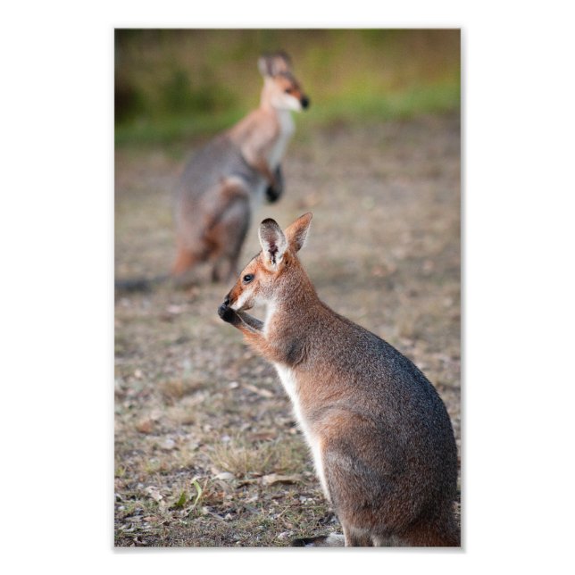 Australische Wallabies Queensland Foto Print (Vorne)