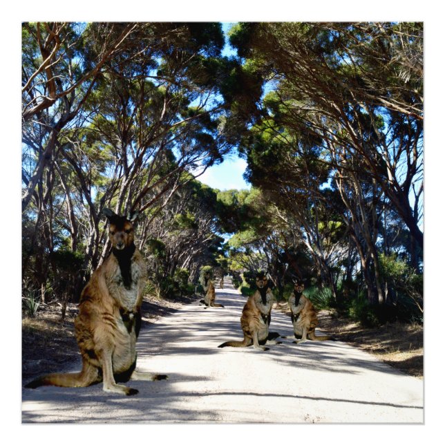 Australische Wallabys auf der Straße, Fotodruck (Vorne)
