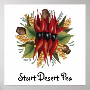 Australische Wildblumen - Sturt Desert Pea Poster