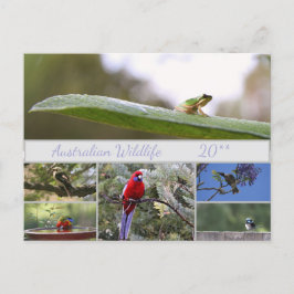 Australische Wildlife Fotografie Feiertagspostkarte