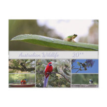 Australische Wildlife Fotografie