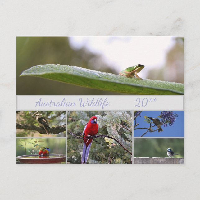 Australische Wildlife Fotografie Feiertagspostkarte (Vorderseite)