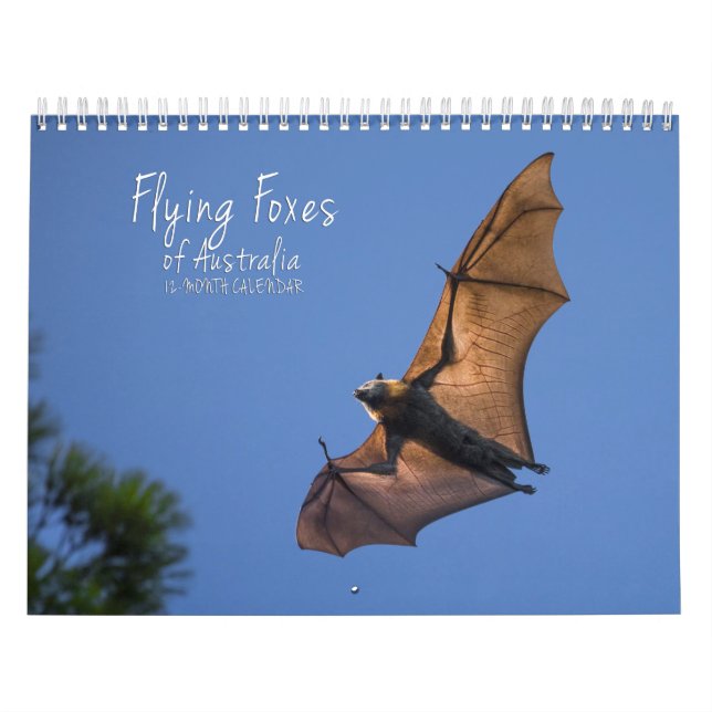 Australischer Flughund-Schläger-Kalender - 3 Kalender (Titelbild)