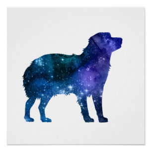 Australischer Hirte Art Aussie Dog Poster