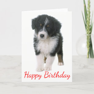 Australischer Hirte Happy Birthday Welpe Hund Karte