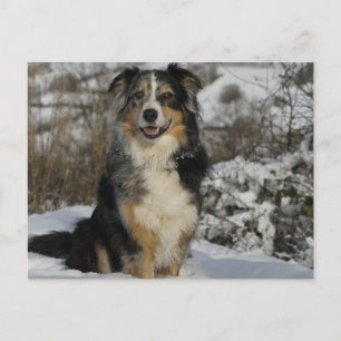 Australischer Hirte im Schnee 2.png Postkarte