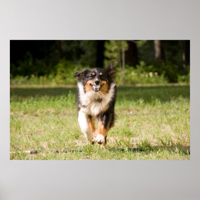 Australischer Hirte mit Ball Poster (Vorne)