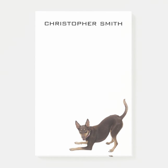 Australischer Kelpie-Hund Post-it Klebezettel (Vorderseite)