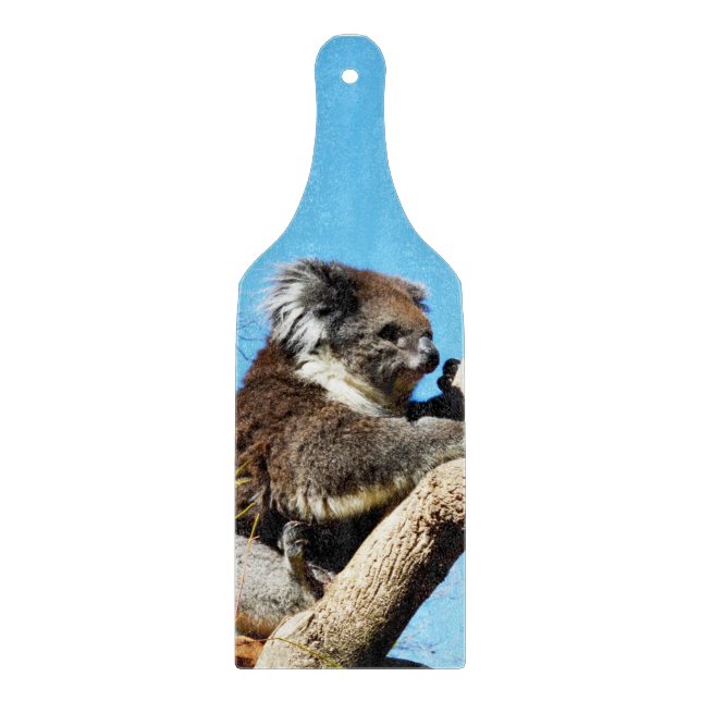 australischer Koala-Bär im alten Kiefernbaum, Schneidebrett (Vorderseite)