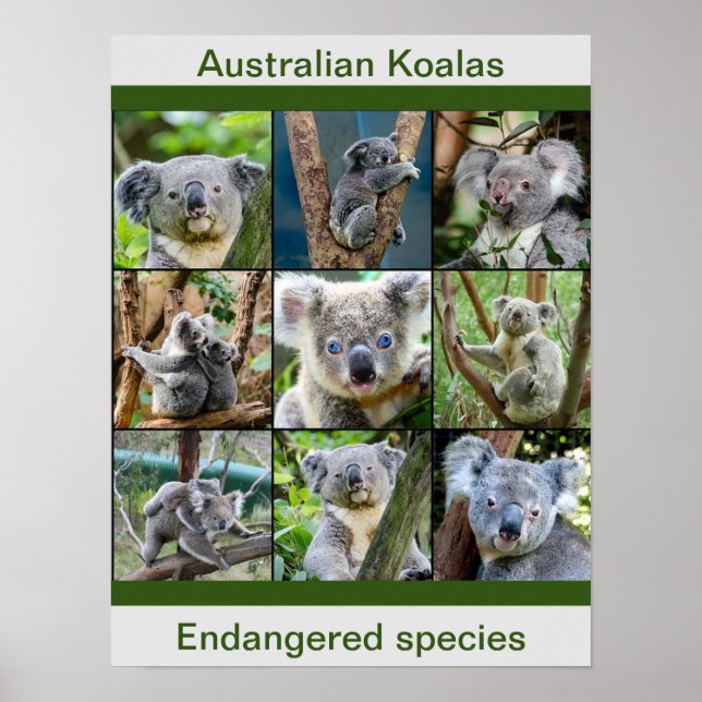 Australischer Koalas, gefährdete Arten Poster (Vorne)