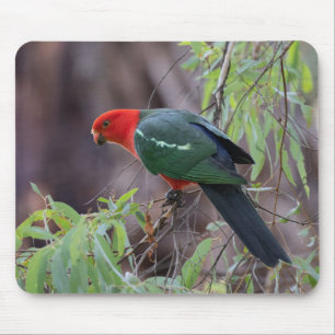 Australischer König Papagei, König Papagei, Papage Mousepad