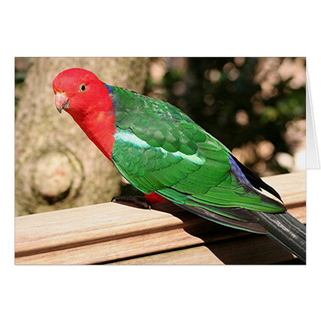 Australischer König Papagei (rot & grün) (Vorderseite (Horizontal))