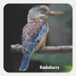 Australischer Laughing Kookaburra Bird Quadratischer Aufkleber