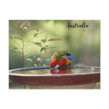 Australischer Ost-Rosella