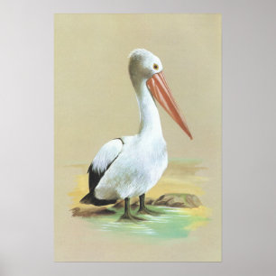 Australischer Pelican - Pelecanus conspicillatus Poster