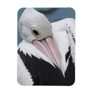 Australischer Pelikan Nahaufnahme Magnet