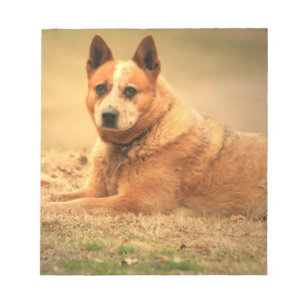 Australischer Red Cattle Dog Notepad Notizblock