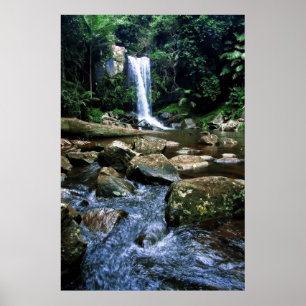 Australischer Regenwald Poster