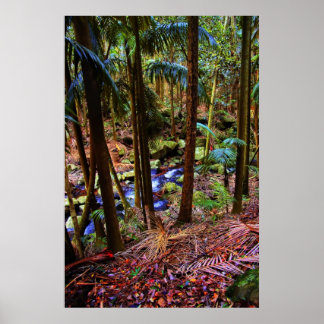 Australischer Regenwald Poster