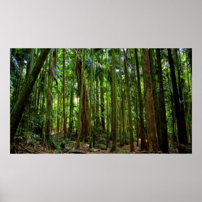 Australischer Regenwald Poster (Vorne)