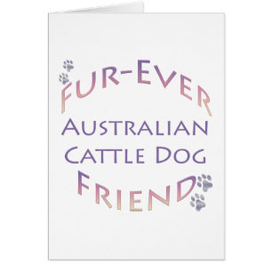 Australischer Rinder Dog Furever