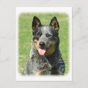 Australischer Rinderhund 9F059D-14 Postkarte