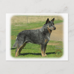 Australischer Rinderhund 9F060D-06 Postkarte