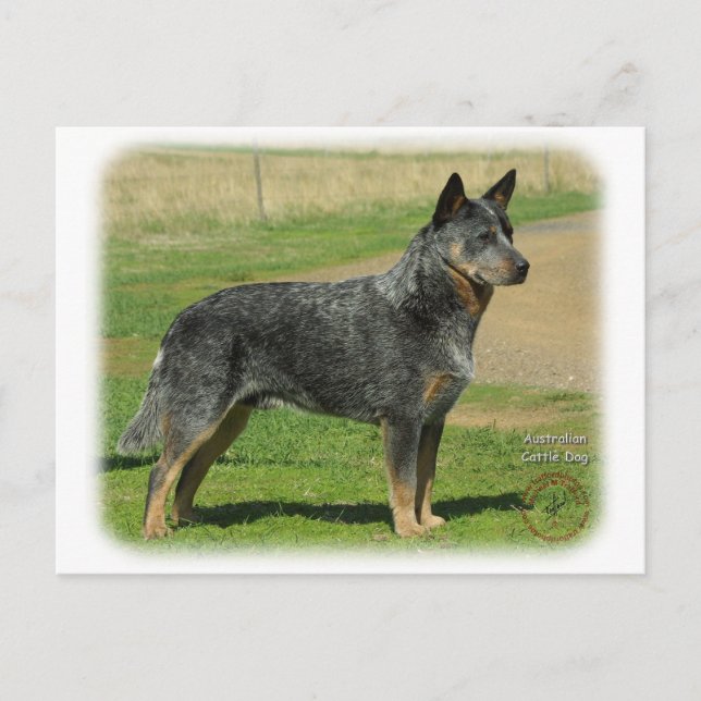 Australischer Rinderhund 9F060D-06 Postkarte (Vorderseite)