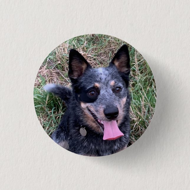 Australischer Rinderhund Button (Vorderseite)