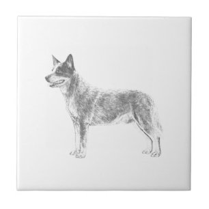 Australischer Rinderhund Fliese