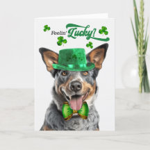 Australischer Rinderhund Lucky St Patrick's Day
