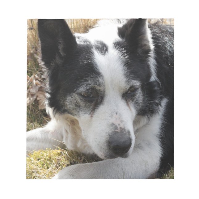 Australischer Rinderhund Notepad Notizblock (Vorderseite)