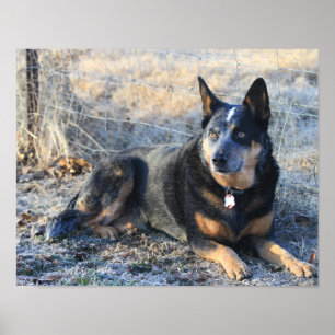 Australischer Rinderhund oder Blue Heeler Foto Pos Poster