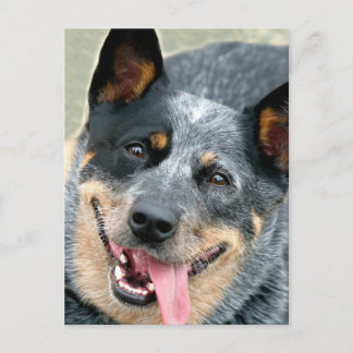 Australischer Rinderhund Postkarte