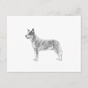 Australischer Rinderhund Postkarte