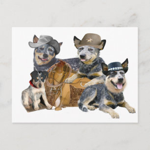 Australischer Rinderhund Postkarte