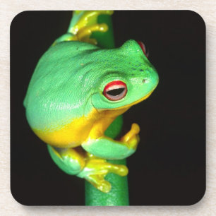 Australischer Roter Auge-Laubfrosch, Litoria chlor Getränkeuntersetzer
