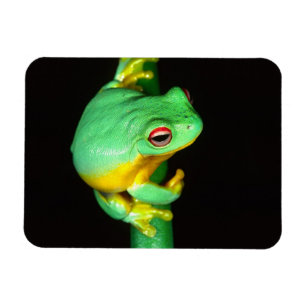Australischer Roter Laubfrosch, Litoria chloris, Magnet