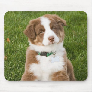 Australischer Schäfer Mousepad