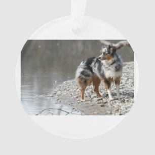 australischer Schäfer volles blaues merle Ornament