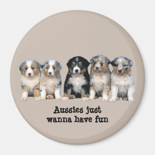 Australischer Schäfer-Welpen-Magnet Magnet