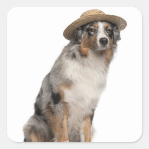Australischer Schäferhund (10 Monate alt) mit eine Quadratischer Aufkleber