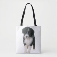 Australischer Schäferhund Aussie Welpe