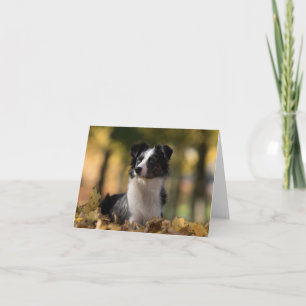 Australischer Schäferhund Aussie Welpe Dog Liebe Karte