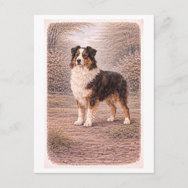Australischer Schäferhund im Vintage-Stil Postkarte (Vorderseite)