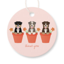 Australischer Schäferhund in Blume Pot Danke